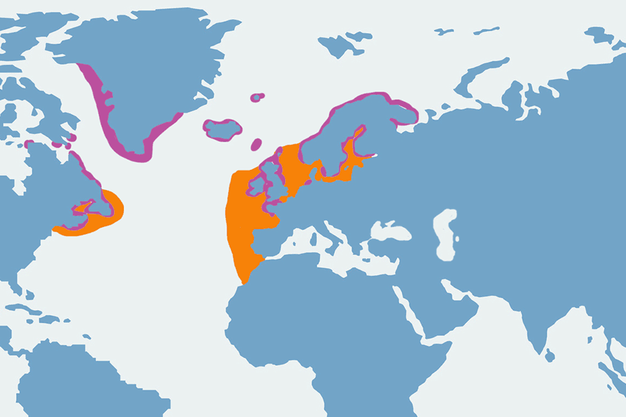 alka - mapa