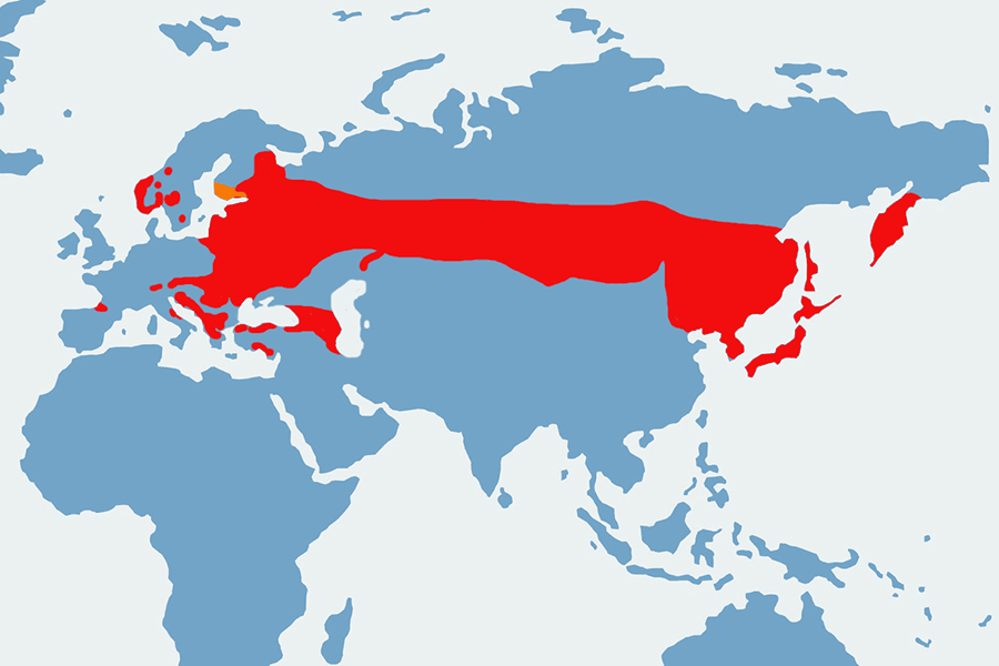 dzięcioł białogrzbiety - mapa