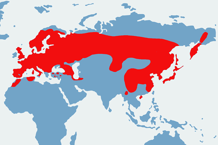 dzięcioł duży - mapa