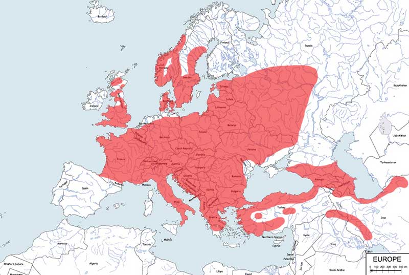 dzięcioł zielony - mapa