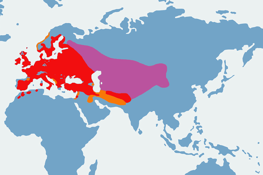kawka (zwyczajna) - mapa