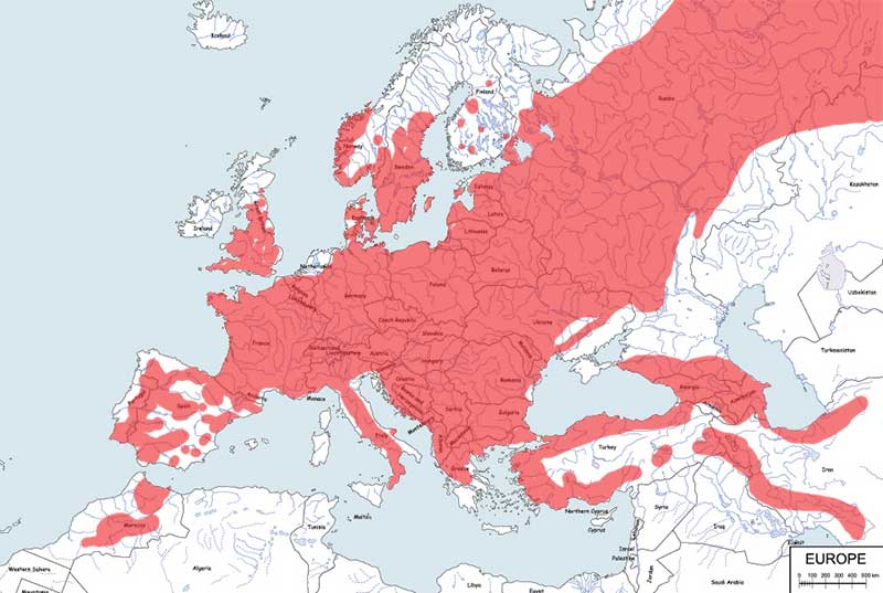 kowalik (zwyczajny) - mapa