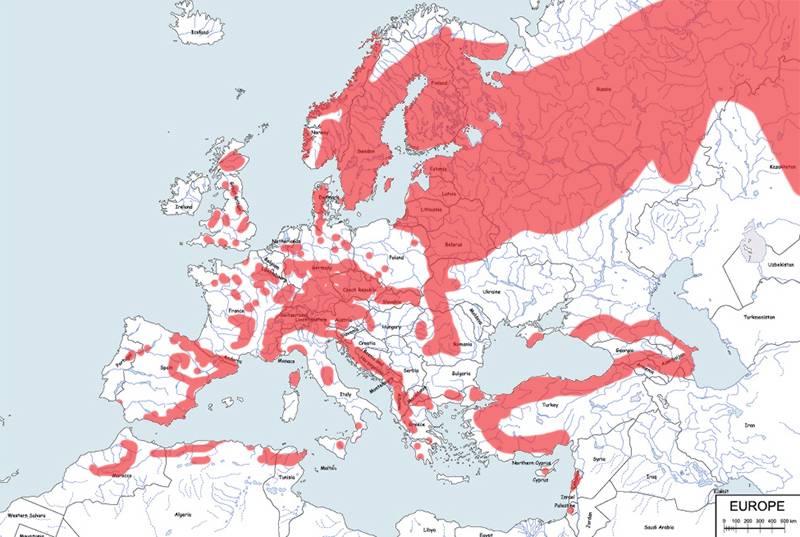 krzyżodziób świerkowy - mapa