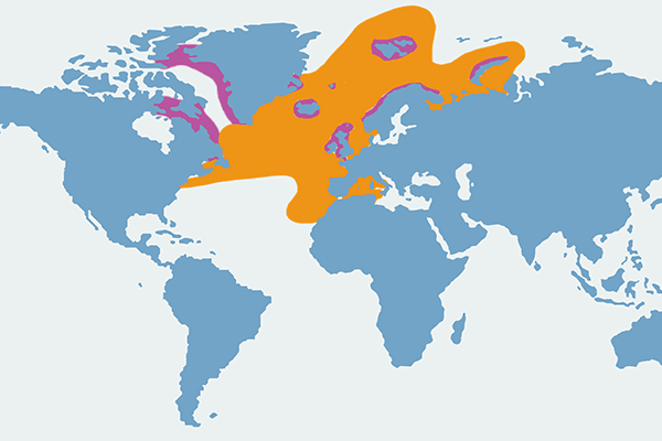 maskonur zwyczajny, maskonur - mapa
