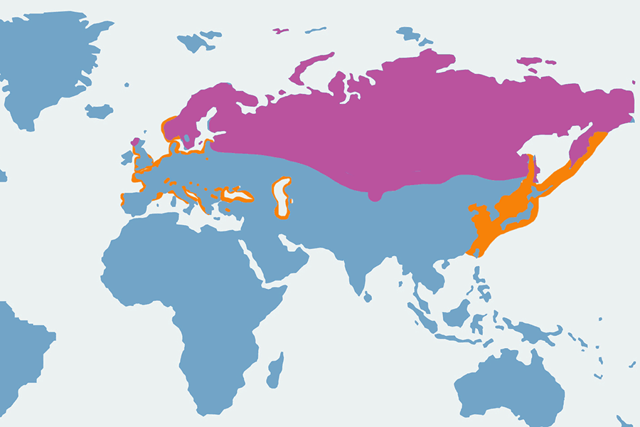 nur czarnoszyi - mapa