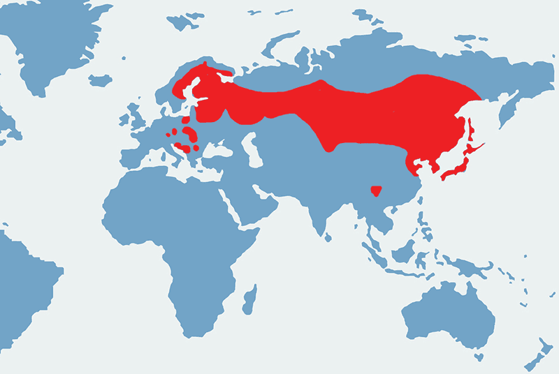puszczyk uralski - mapa