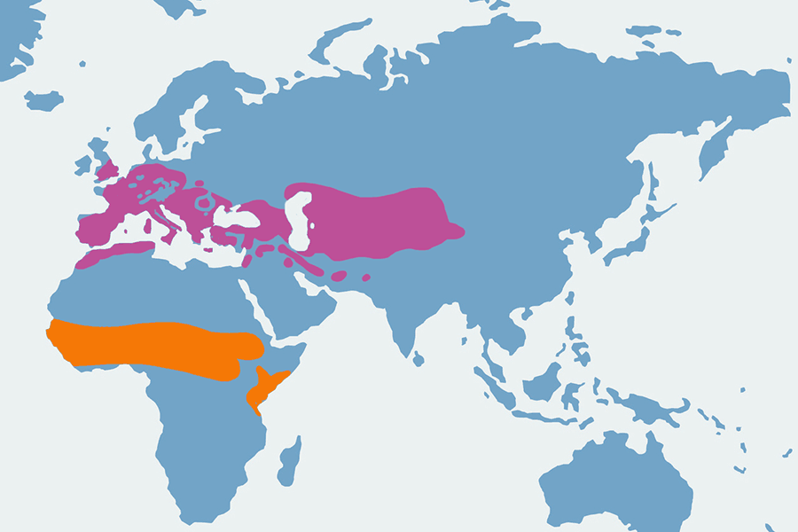 słowik rdzawy - mapa