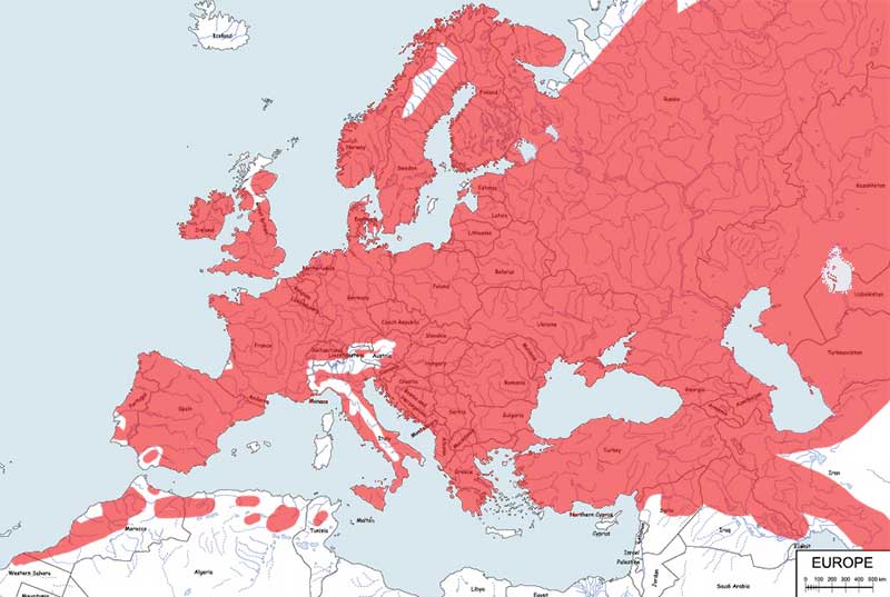 sroka (zwyczajna) - mapa