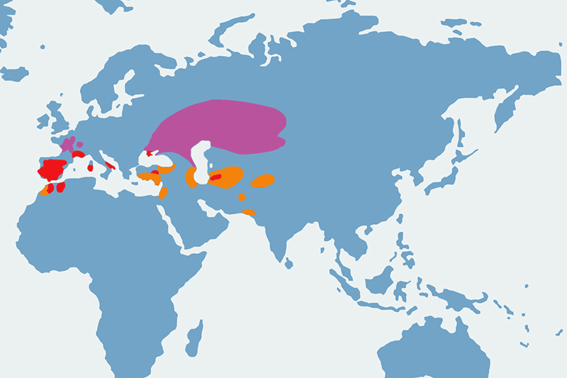 strepet - mapa
