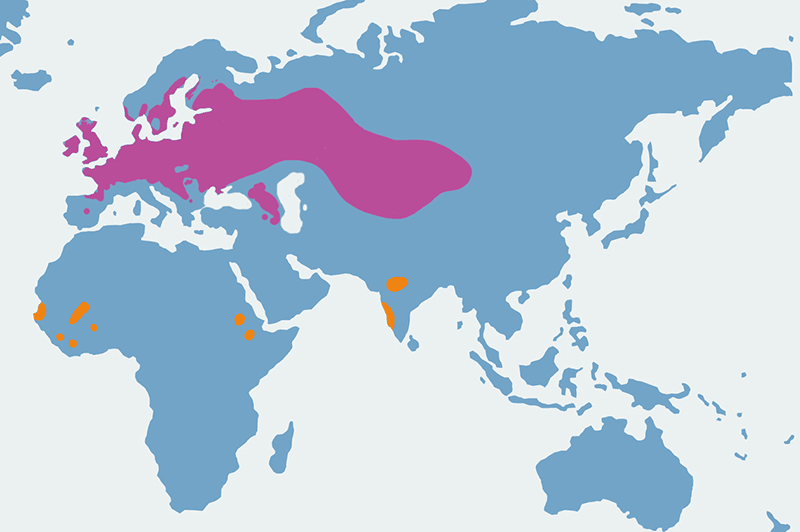 świerszczak (zwyczajny) - mapa