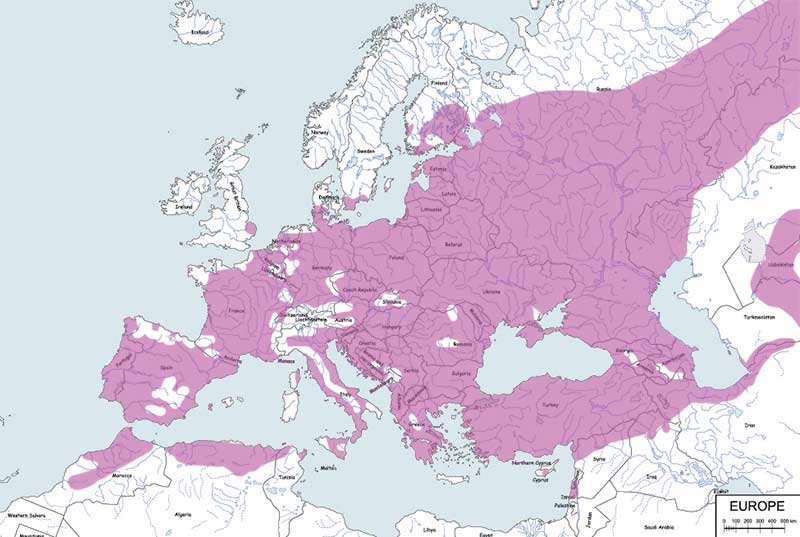 wilga (zwyczajna) - mapa