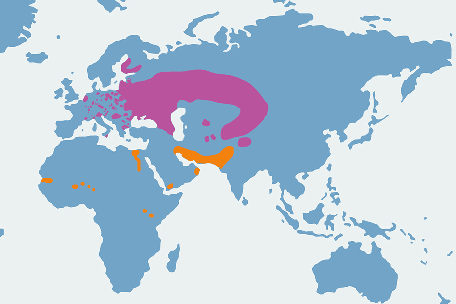 zielonka - mapa