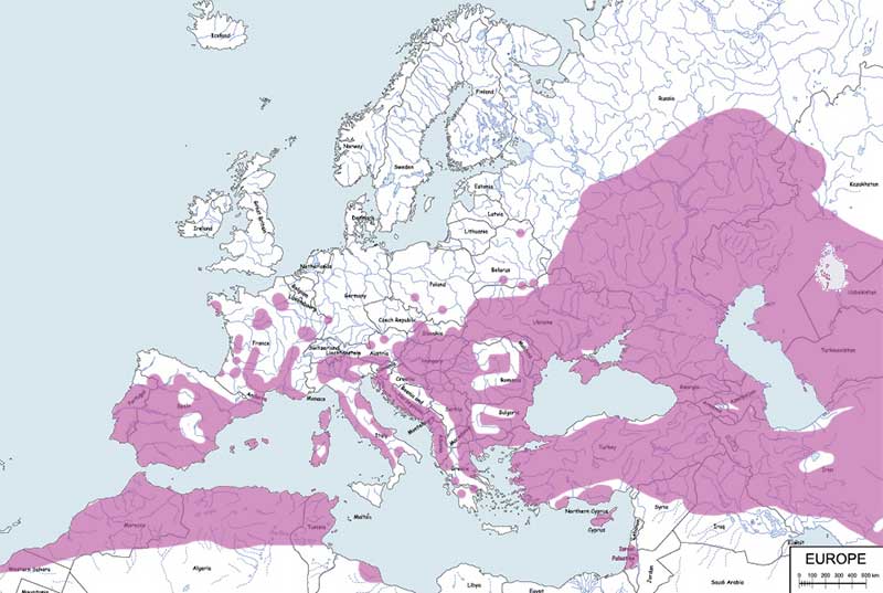 żołna (zwyczajna) - mapa