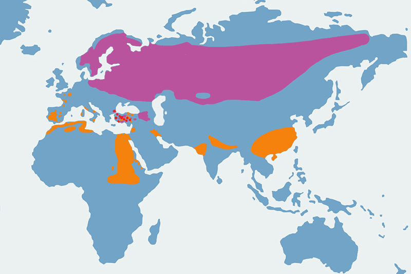 żuraw zwyczajny, żuraw - mapa