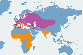 Błotniak stawowy - mapa występowania na świecie