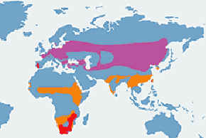 Bocian czarny – mapa występowania na świecie