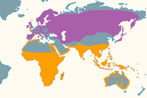 Brodziec piskliwy - mapa występowania na świecie