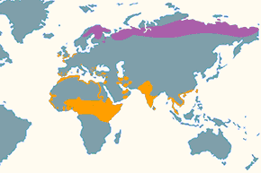Brodziec śniady - mapa występowania na świecie