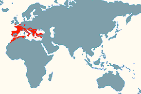 Cierlik – mapa występowania na świecie