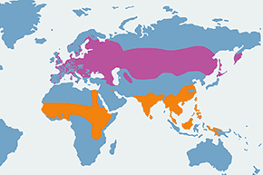 Cyranka - mapa występowania na świecie