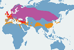 Czajka (zwyczajna) - mapa występowania na świecie