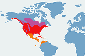 Czapla modra – mapa występowania na świecie