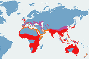 Czapla nadobna - mapa występowania na świecie