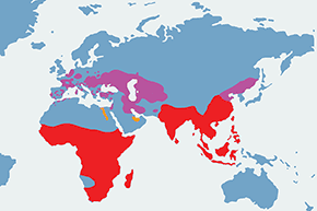 Czapla purpurowa – mapa występowania na świecie
