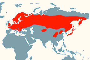 Czarnogłówka - mapa występowania na świecie