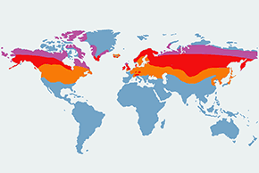 Czeczotka (zwyczajna) - mapa występowania na świecie