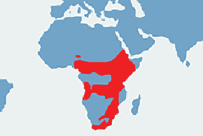 Czepiga rudawa - mapa występowania na świecie