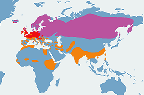 Czernica – mapa występowania na świecie