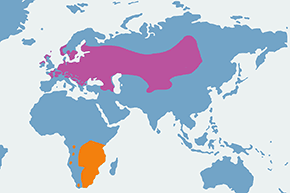 Derkacz – mapa występowania na świecie