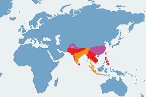 Długoszpon chiński – mapa występowania na świecie