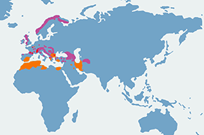Drozd obrożny - mapa występowania na świecie