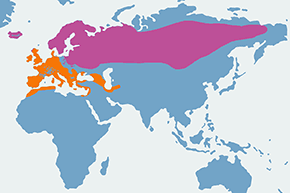 Droździk - mapa występowania na świecie