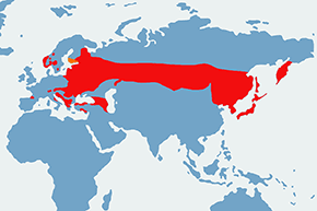 Dzięcioł białogrzbiety - mapa występowania na świecie