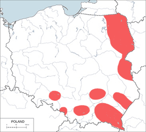 Dzięcioł białogrzbiety - mapa występowania w Polsce