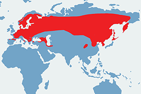 Dzięcioł czarny - mapa występowania na świecie