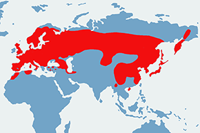 Dzięcioł duży - mapa występowania na świecie