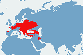 Dzięcioł średni – mapa występowania na świecie