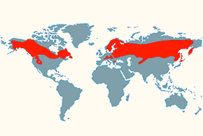 Dzięcioł trójpalczasty - mapa występowania na świecie