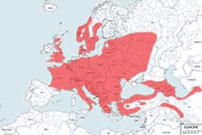 Dzięcioł zielony – mapa występowania na świecie