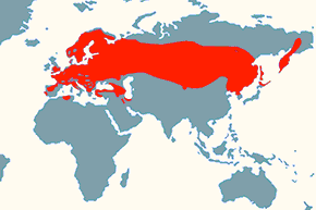 Dzięciołek - mapa występowania na świecie