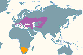 Dzierzba czarnoczelna - mapa występowania na świecie
