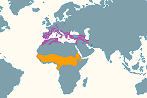 Dzierzba rudogłowa - mapa występowania na świecie
