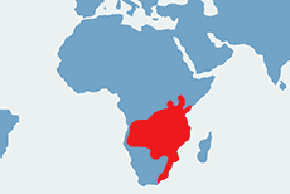 Dzioboróg kafryjski - mapa występowania na świecie