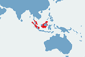 Dzioborożec białodzioby - mapa występowania na świecie
