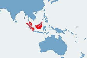 Dzioborożec bruzdodzioby - mapa występowania na świecie