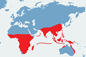 Dziwogon czubaty - mapa występowania na świecie